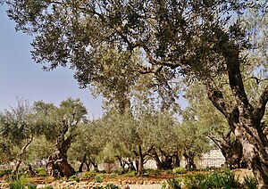 Jerusalem Garten Gethsemane 1.JPG