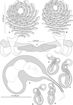 Thumbnail for Pseudorhabdosynochus sosia