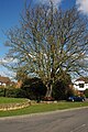 This chestnut tree in Welford-on-Avon was planted in 1935 to mark the Silver Jubilee of King George V