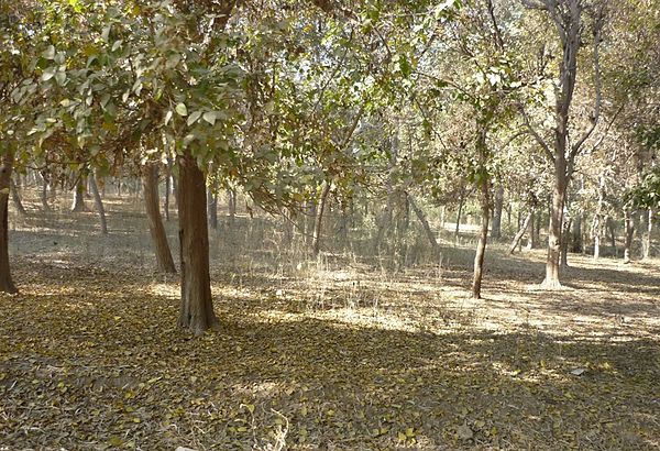 View of a Jungle in distt. Sahiwal