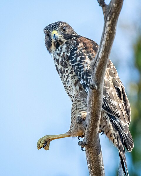 File:Juvenile Red-shouldered Hawk (53096259156).jpg