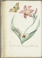A red lily with its caterpillar. Cornelis Markée, circa 1763