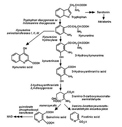 The kynurenine pathway KP pathway.jpg