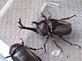 Thumbnail for Japanese rhinoceros beetle