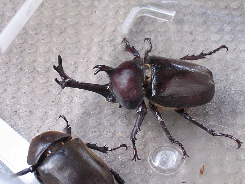 japanese fighting beetle
