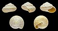 * Nomination Shell of a Madagascan land snail, Kalidos antsepokensis --Llez 06:46, 7 August 2019 (UTC) * Promotion  Support Good quality. --George Chernilevsky 07:04, 7 August 2019 (UTC)