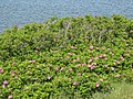 Pflanze am Katinger Watt, das wasser dahinter sollte also mindestens leicht brackig sein< Strauchrose eine Hybride von Rosa canina Rosa rugosa