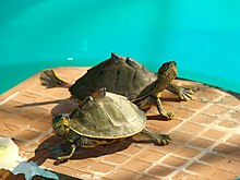 Indian roofed turtle KeyursBaskingTurtles2.jpg