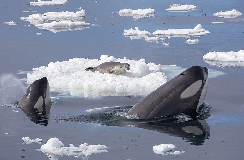 File:Killer Whales Hunting a Seal.jpg