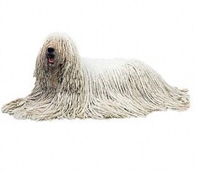 Mop Dogs: Know About This Rare Breed And How To Take Care Of Canine Breeds  With Tasseled, Coarse Coat