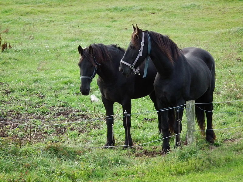 File:Koppel mit zwei Friesen.JPG