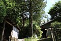 熊野のヒダリマキガヤ（天然記念物指定外の巨木）