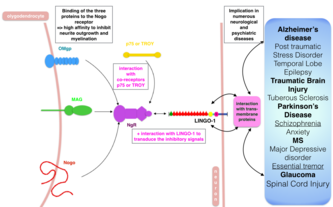 Representation of LINGO-1 signaling pathways that are implicated in neurological and psychiatric disorders. Interactions with the principal proteins mentioned and their pathological consequences. LINGO-1 and pathological implications.png