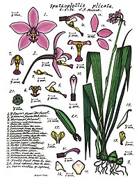 plate 072 Spathoglottis plicata