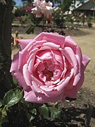 'Lady Woodward'[17]​ Frank Riethmuller, Sydney 1959. HT. Fuerte fragancia a Rosa de té. Florece en solitario. Espinas bonitas. Nombrada en honor de la esposa del gobernador de NSW de soltera Amy Weller en Ballarat.[18]​