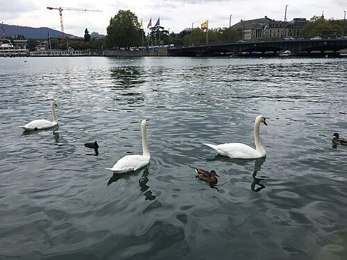 Lake in Zurich