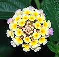 * Nomination Flower of Lantana camara. This one is sharp and detailed, and it is ment to show the details of the florets (there is a tiny ant inside) - Alvesgaspar 18:30, 31 August 2007 (UTC) * Promotion I've seen too many Lantanas recently. But for QI that doesn't matter and this one meets the requirements. Lycaon 18:57, 2 September 2007 (UTC)