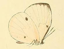 Ларинопода lircaea.JPG