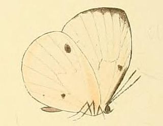 <i>Larinopoda lircaea</i> species of insect