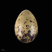 Œufs de Larus canus canus - Muséum de Toulouse