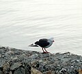 Gaviota gris (Leucophaeus scoresbii)