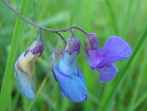 Descrizione dell'immagine Lathyrus palustris.jpeg.