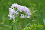 Vorschaubild für Akeleiblättrige Wiesenraute