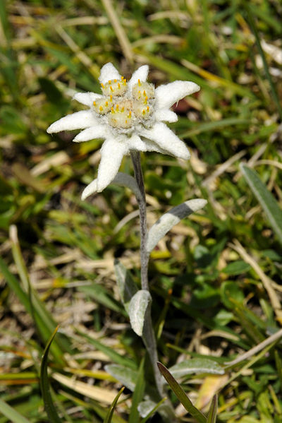 File:Leontopodium alpinum Stëila dla Elpes te Ncisles.jpg