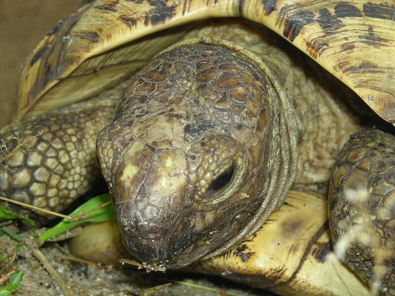 File:Leopards tortoise.jpg