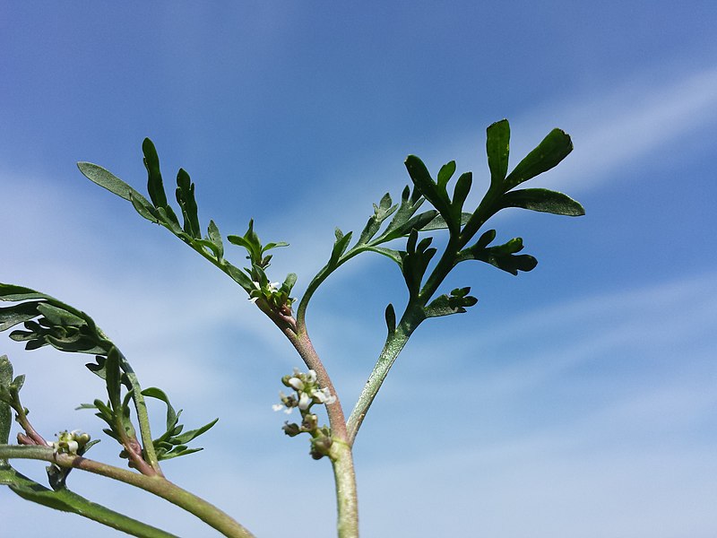 File:Lepidium squamatum sl72.jpg