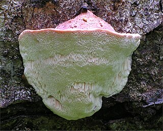<i>Leptoporus</i> Genus of fungi