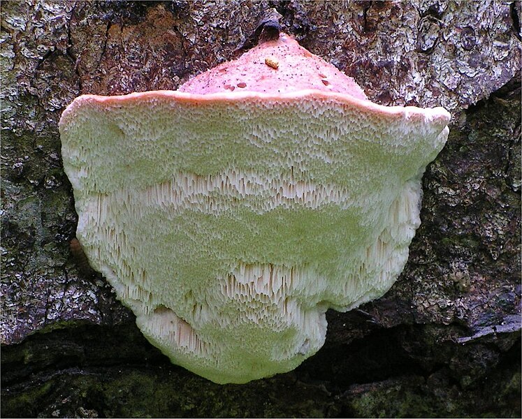 File:Leptoporus mollis.jpg