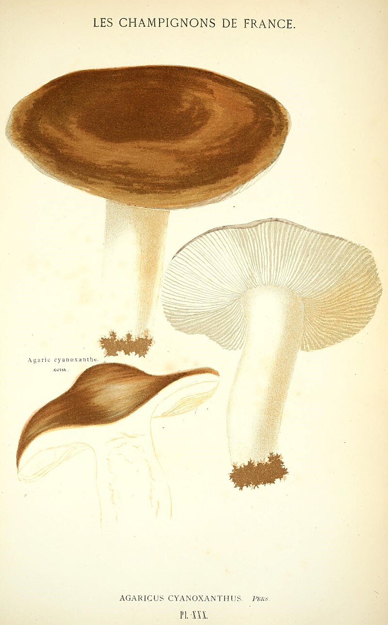 File:Les champignons de la France (Pl. XXX) (8558712505).jpg - Wikimedia  Commons