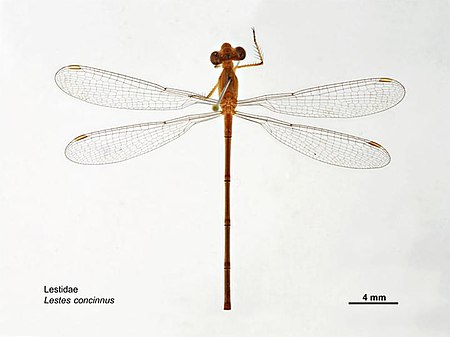 Lestes_concinnus