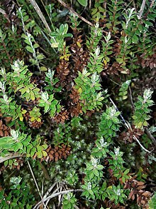 Leucopogon fraseri, species upon which P. cucullina were reared Leucopogon fraseri 125498601.jpg