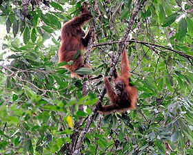 Суматранские орангутаны в национальном парке Гунунг-Лёсер