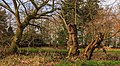 Levende takken op half vergane Els (Alnus) Locatie, Natuurterrein De Famberhorst.