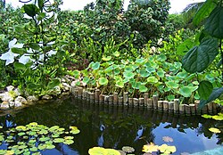 Lake and lily pads adjacent to Floral Colour Garden Lily Pond at Queen Elizabeth II Botanic Park.jpg