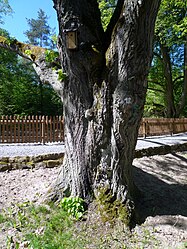 Linden tree at the duck pond.jpg