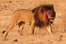 Liūtas (Panthera leo)