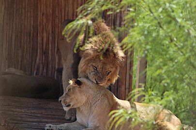Могући потомци берберског лава у Рабатском зоолошком врту у близини града