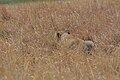 Lioness Killing a Waterbuck 1.jpg