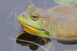 Lithobates catesbeianus