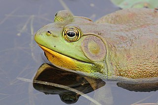 <i>Lithobates</i> genus of amphibians