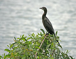 Little Cormorant on Earpod wattle I IMG 8071. jpg