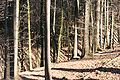 Blick von oben (bachaufwärts) View from above (upstream)