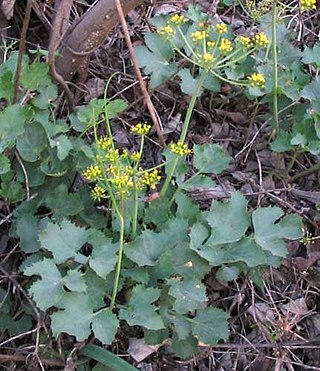 <i>Lomatium lucidum</i> Species of flowering plant