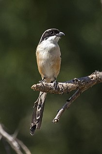 Langhalet skaldyr - Baluran NP - East Java MG 8154 (29809279085) .jpg