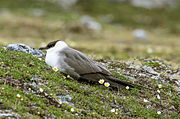 Skua