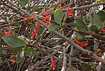 Thumbnail for Plicosepalus acaciae